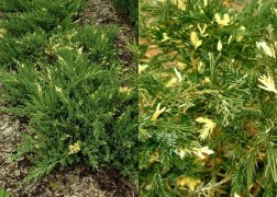 Juniperus davurica expansa variegata / Tarka kínai kúszó boróka